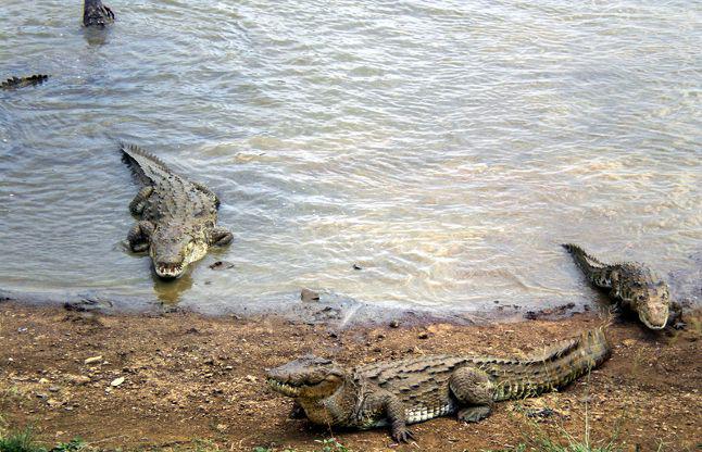 Crocodile Park