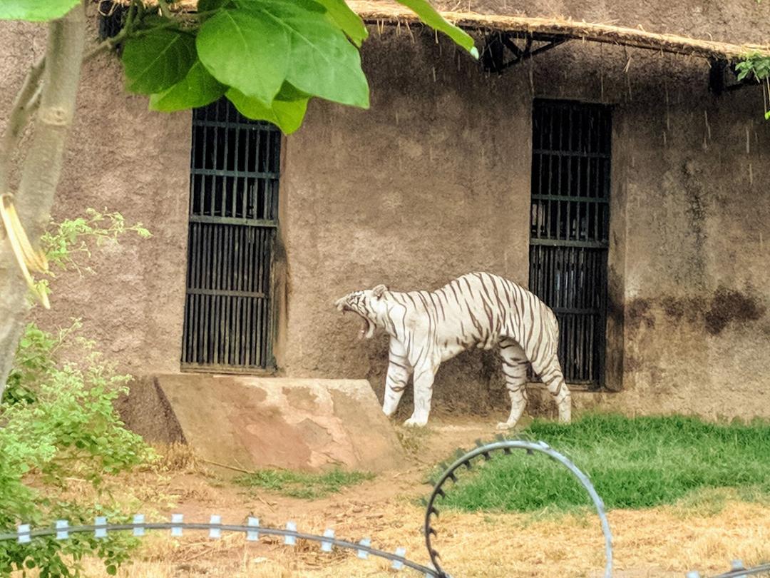 Nahargarh Biological Park